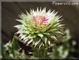 musk thistle plant picture