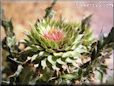 musk thistle plant picture