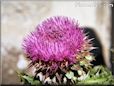 musk thistle plant flower picture