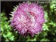 musk thistle plant flower picture
