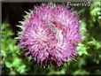 musk thistle plant flower picture