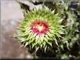 musk thistle plant picture