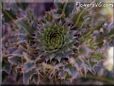 musk thistle plant picture