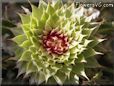 musk thistle plant picture