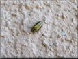 musturd bug picture