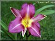 daylily flower picture