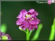 verbena flower picture