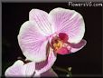 wild orchid