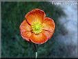 flower poppy