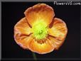 iceland poppy