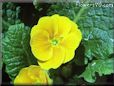 primula flower picture