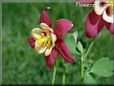 columbine flowers
