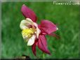 columbine flower pictures