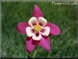 columbine flower photos