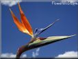 bird of paradise flower