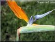 bird of paradise flower picture