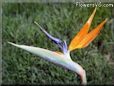 bird of paradise wallpaper