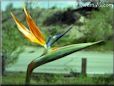 bird of paradise art