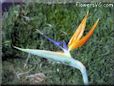 bird of paradise pic