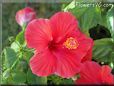 hibiscus bush