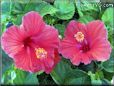 hibiscus photo