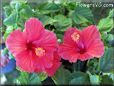 hibiscus planting