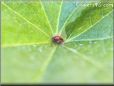 ladybug