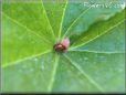 lady bug picture