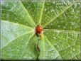 lady bug wallpaper
