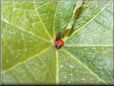 lady bug graphic