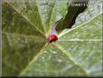 lady bug pic