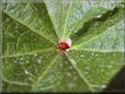 lady bug photo