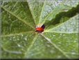 lady bug insect