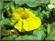 bright yellow mimulus monkey flower