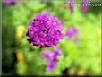 verbena flower