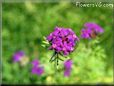 purple verbena
