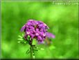 perennial verbena