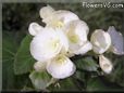 white begonia