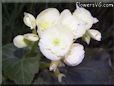 white begonia plant