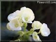 white begonia garden