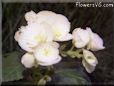 white begonia leaf