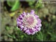 pincushion flower