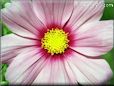 pink maroon cosmos flower picture