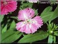 dianthus flower