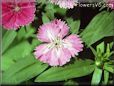 dianthus flower picture