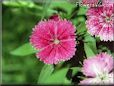dianthus flower