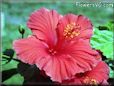 hibiscus perennial