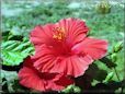 hibiscus tropical