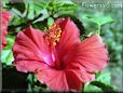 hibiscus red