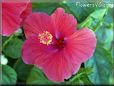 red hibiscus flower picture